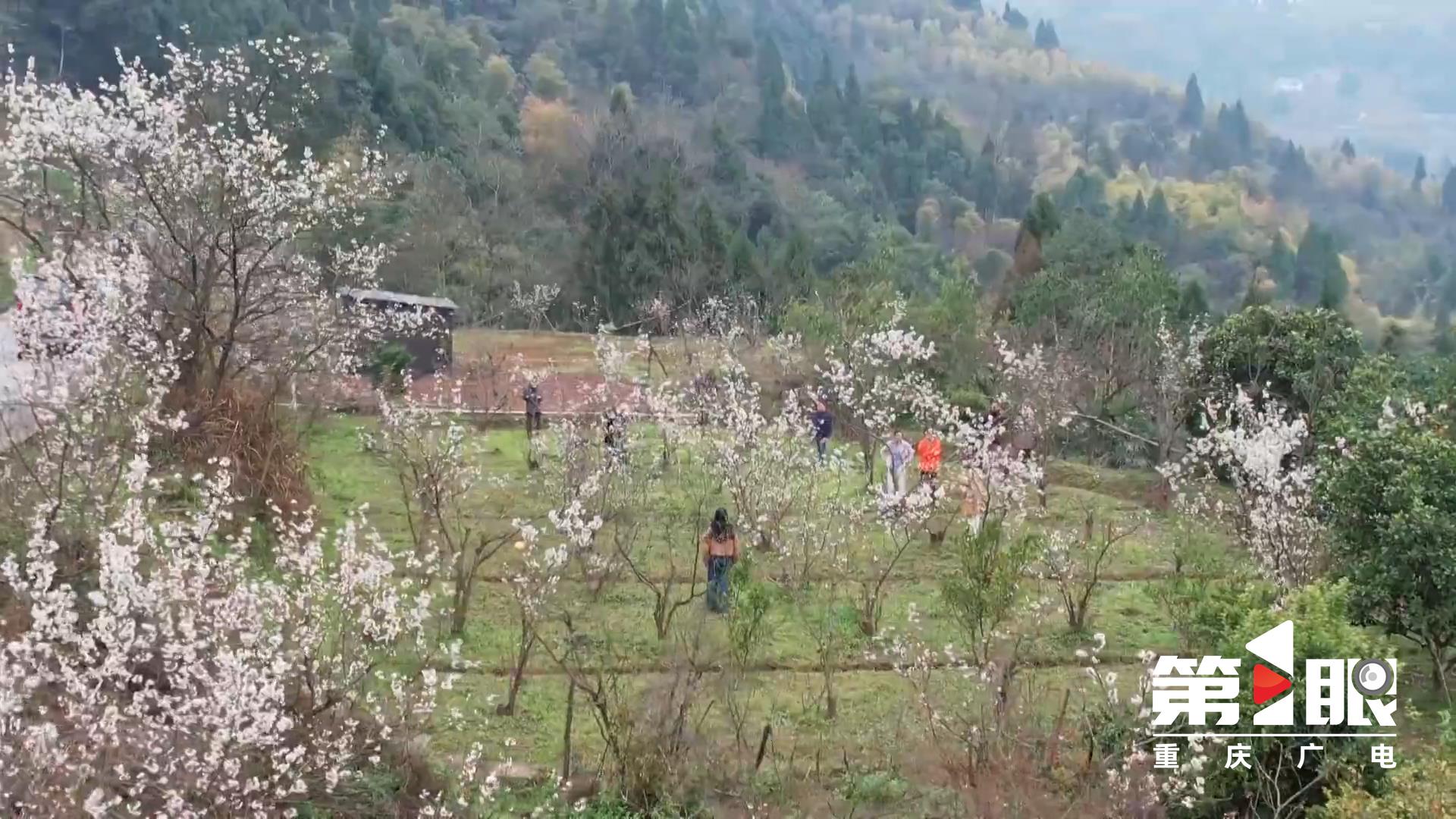 Tongliang: 6,000 mu of cherry blossoms 2